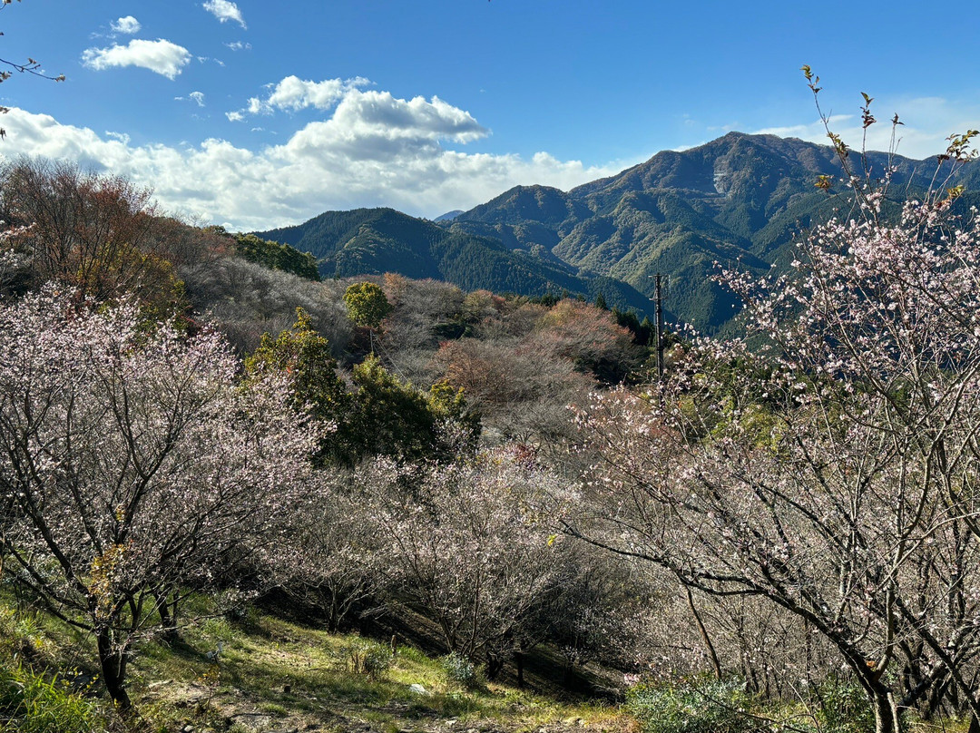 Sakurayama Park景点图片