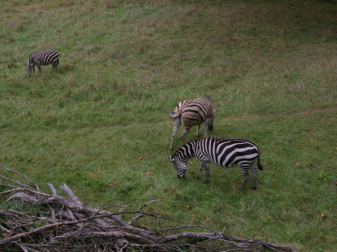 Binder Park Zoo景点图片