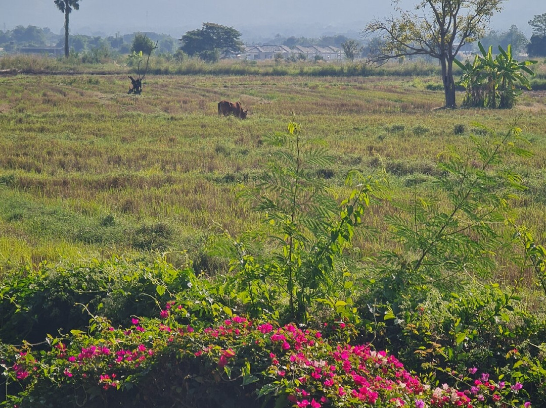 Baan Suchadaa Lampang Resort主图