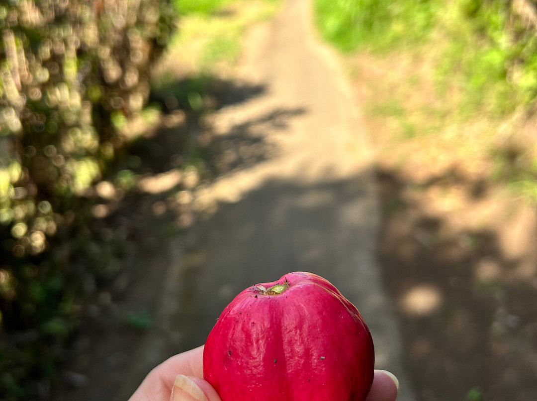 Mayong Cultural Walk景点图片