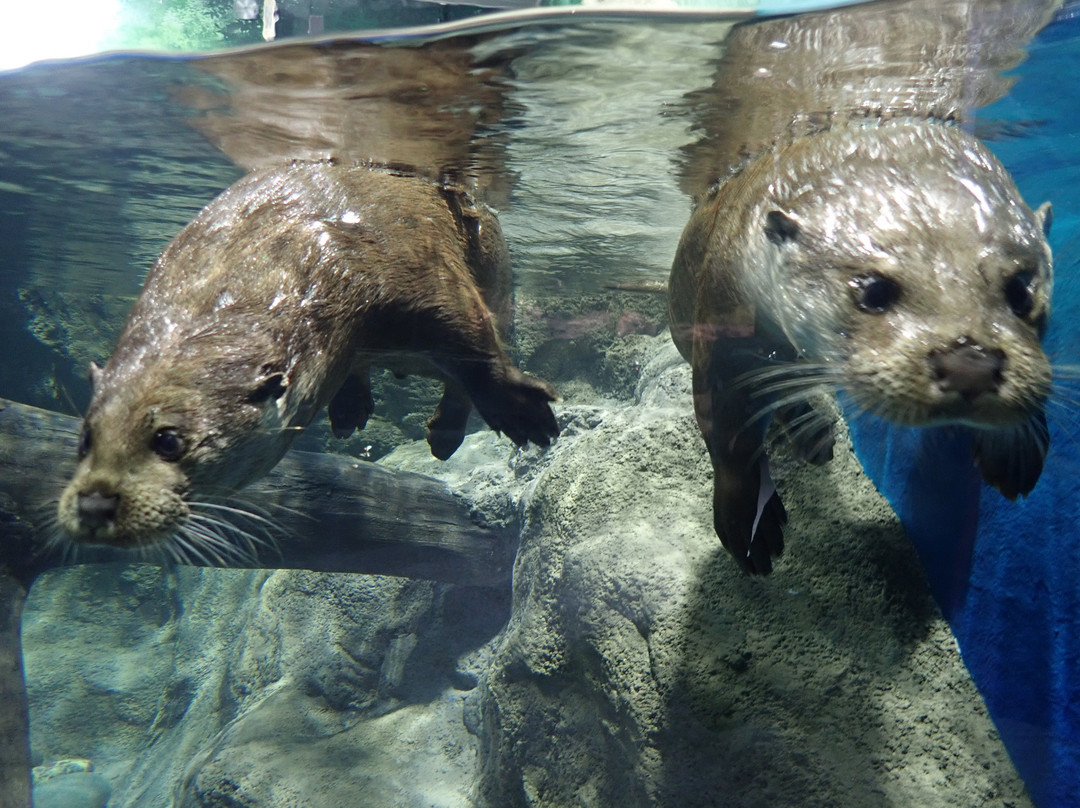 Kochi Prefectural Ashizuri Aquarium Satoumi-土佐清水市必去景点
