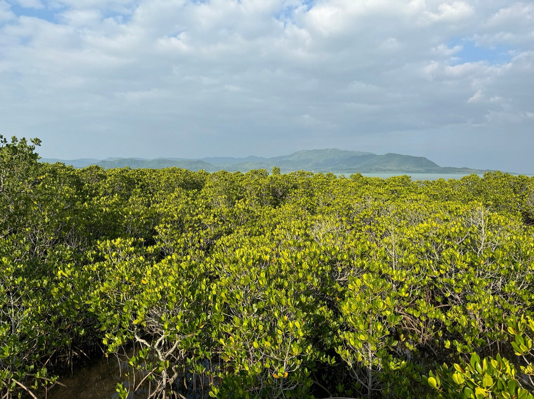Mangrove at Ishinagata Beach景点图片