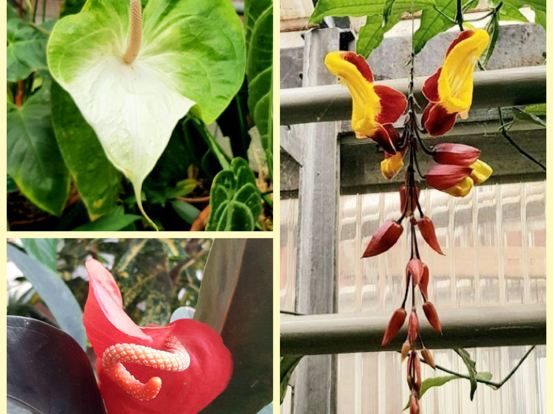 Jurassica Jardin Botanique景点图片