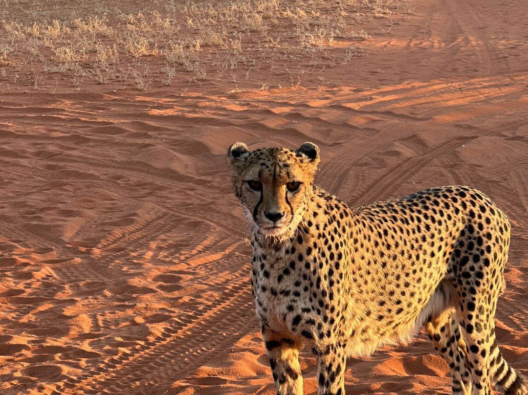 Dusty Foot Tours Namibia-温德和克必去景点