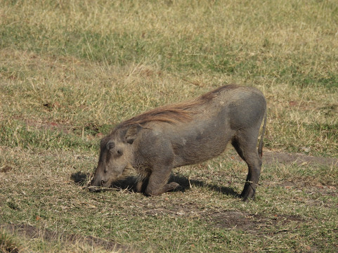 Big Cats Safari-那格浦尔必去景点