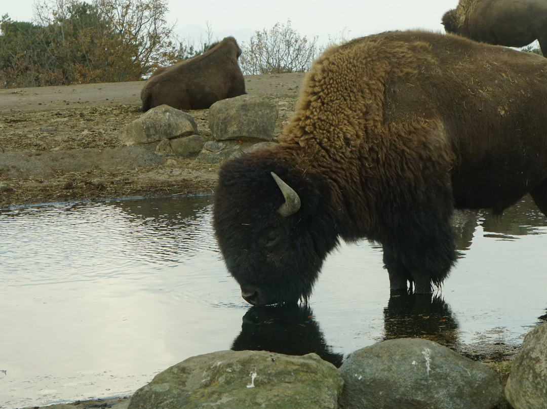 African Safari-宇佐市必去景点