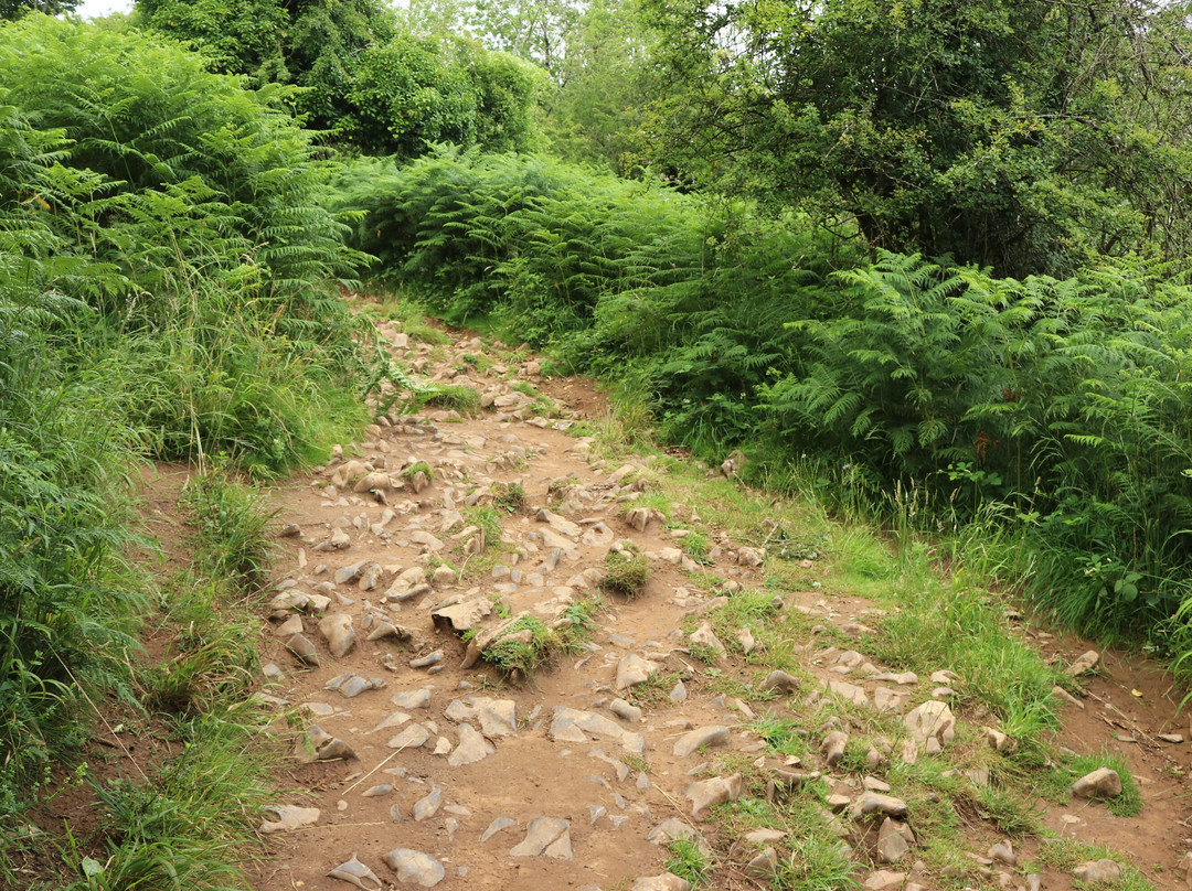 Cheddar Gorge Cliff-top Walk景点图片