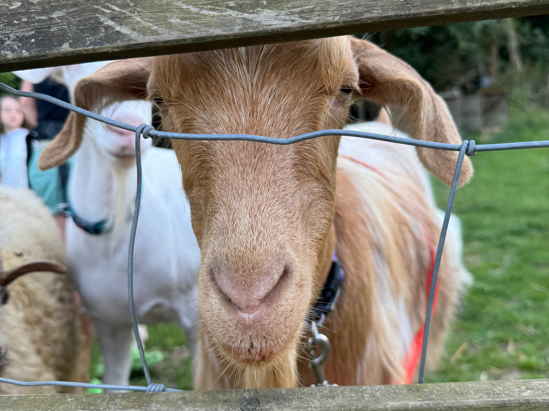 Goat & Sheep Walk Experience景点图片