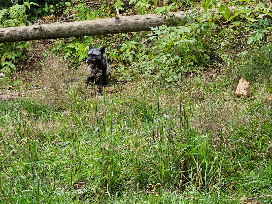 Kroschel Films Wildlife Center-海恩斯必去景点
