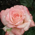 gloriab598