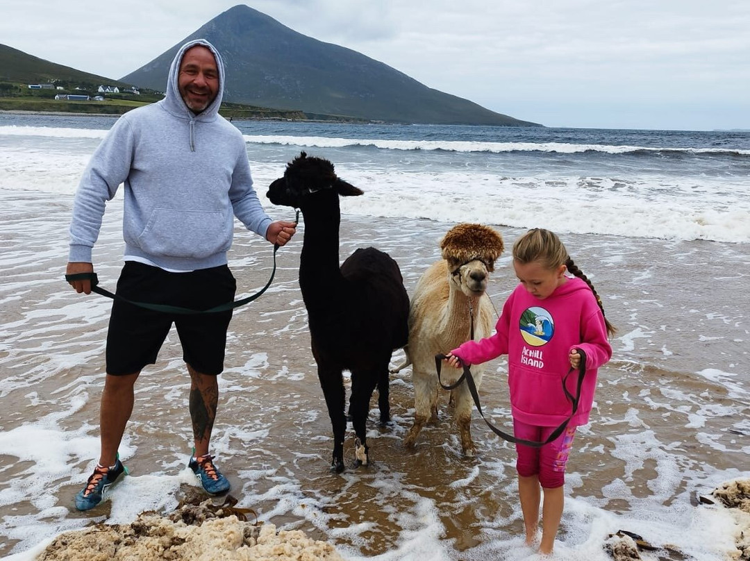 Achill Island Alpacas景点图片