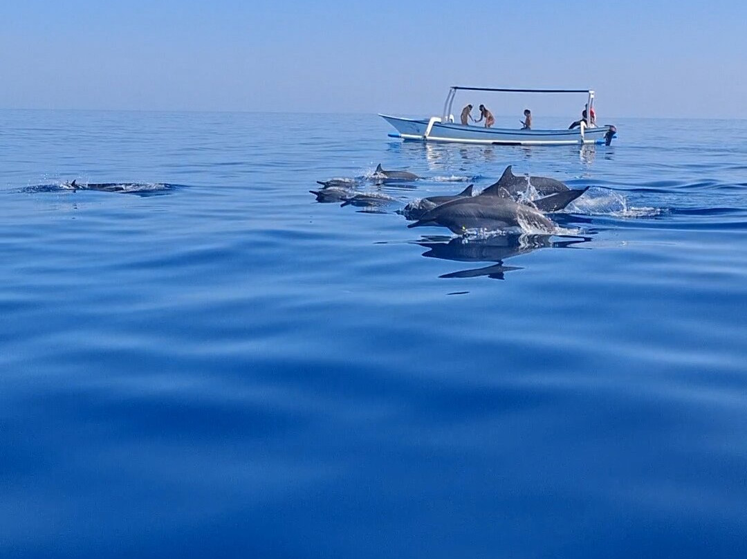 Dolphin Watching Lovina景点图片