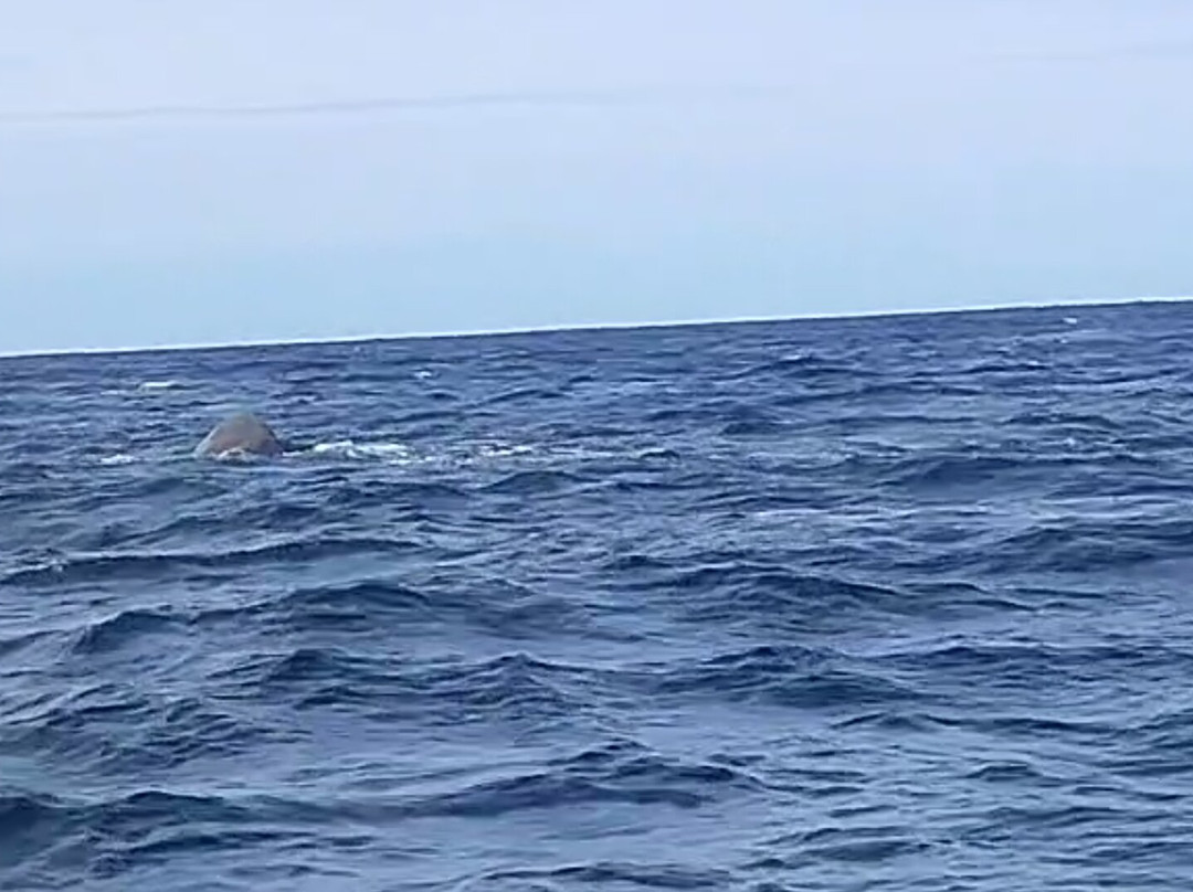 Whale2Sea景点图片