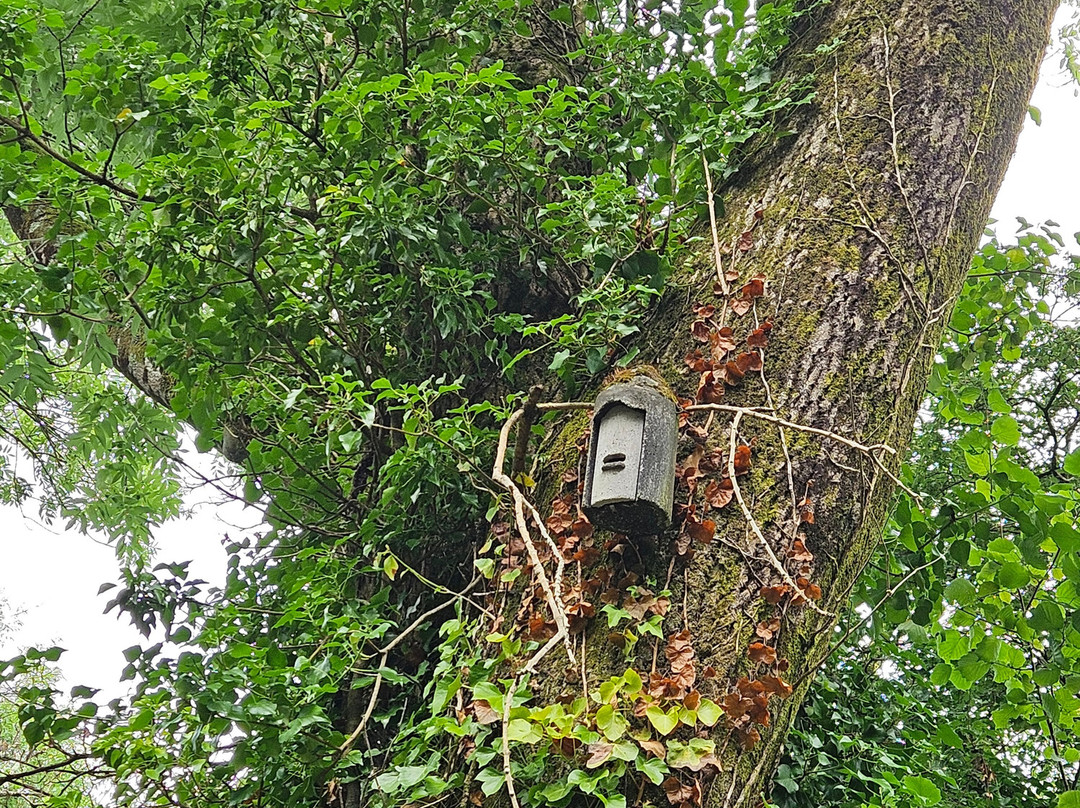 Cosmeston Lakes Country Park景点图片