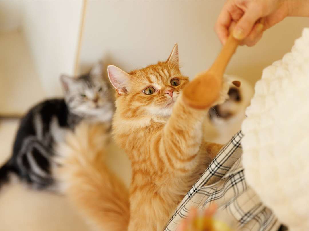 Cat Café Moff Iias Okinawa Toyosaki景点图片