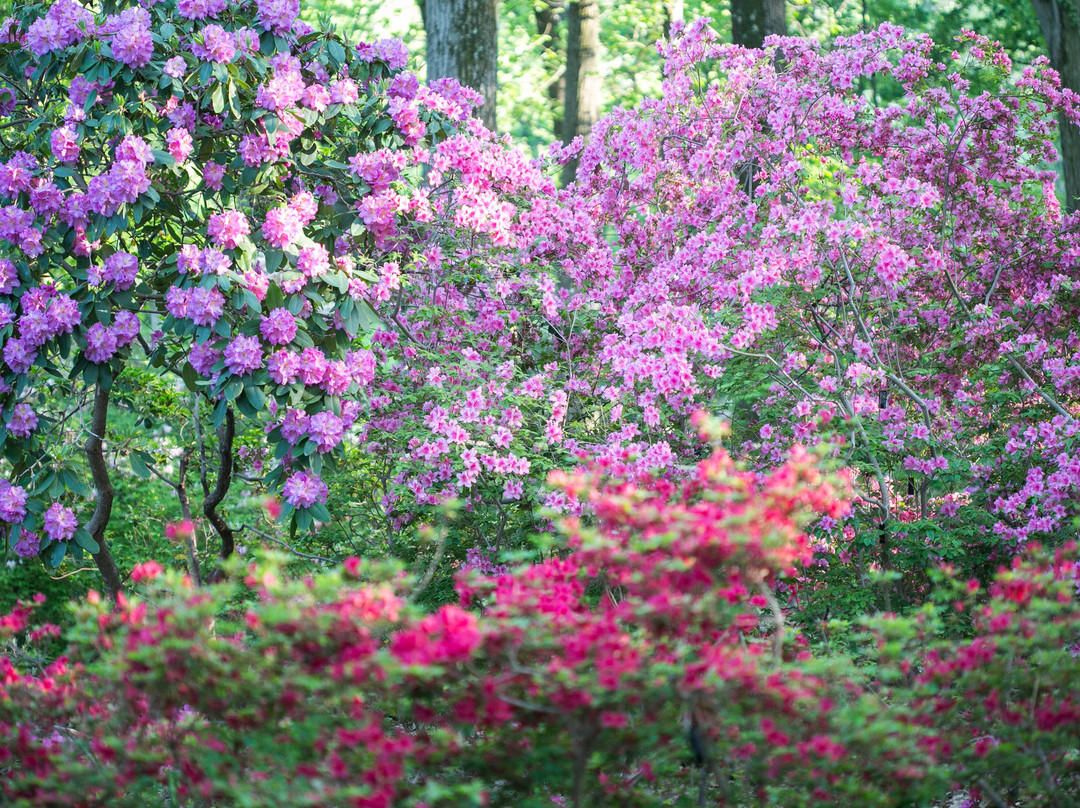 Jenkins Arboretum & Gardens-Devon必去景点