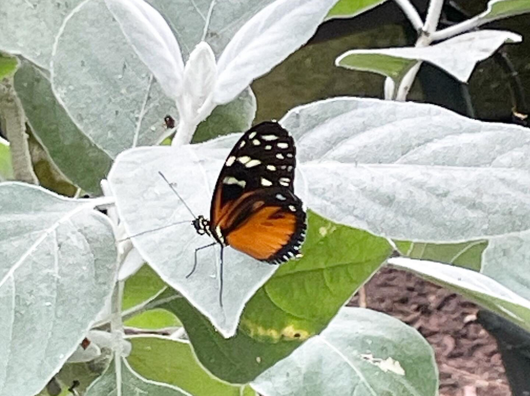 Butterfly World-斯托克顿提斯必去景点