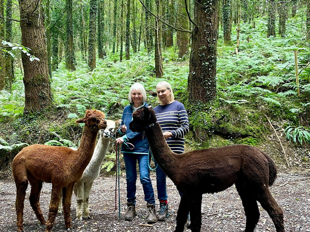 Bearhouse Alpacas-Sidbury必去景点