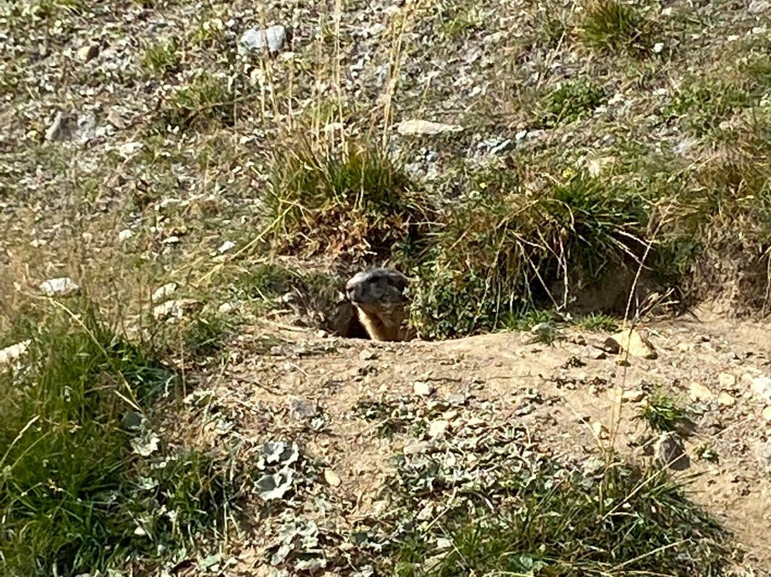 Alpine Marmot Village景点图片