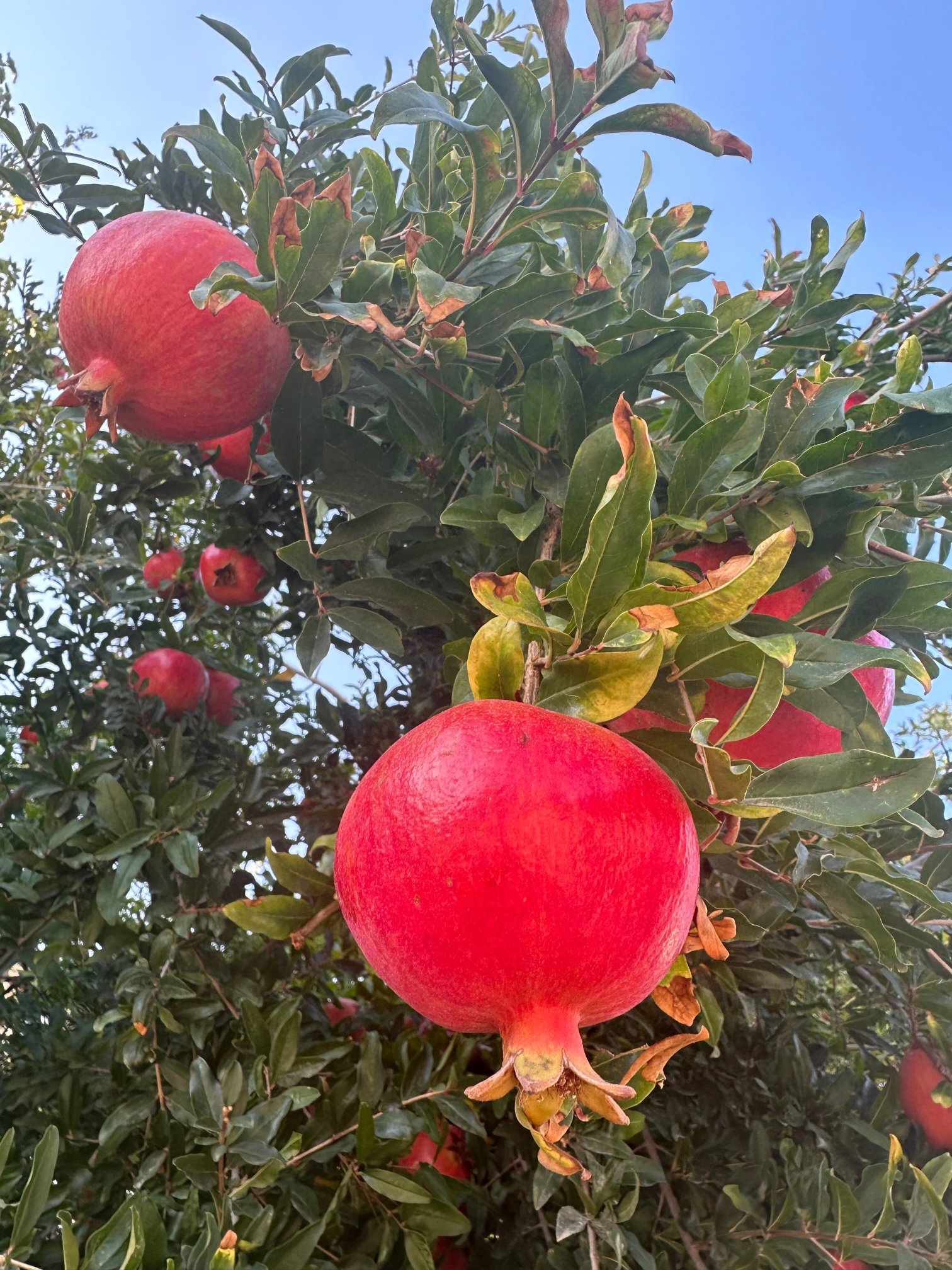 Le Marden Hotel Spa-官方