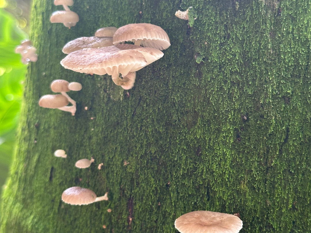 Eco Hotel Los Lagos主图