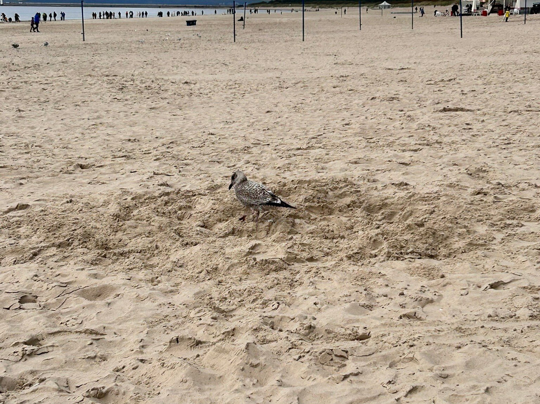 Swinoujscie Beach-希维诺乌伊希切必去景点