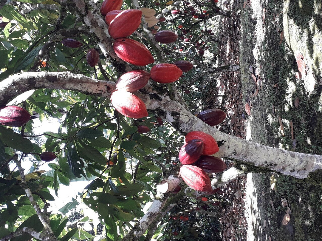 Fazenda Capela Velha景点图片