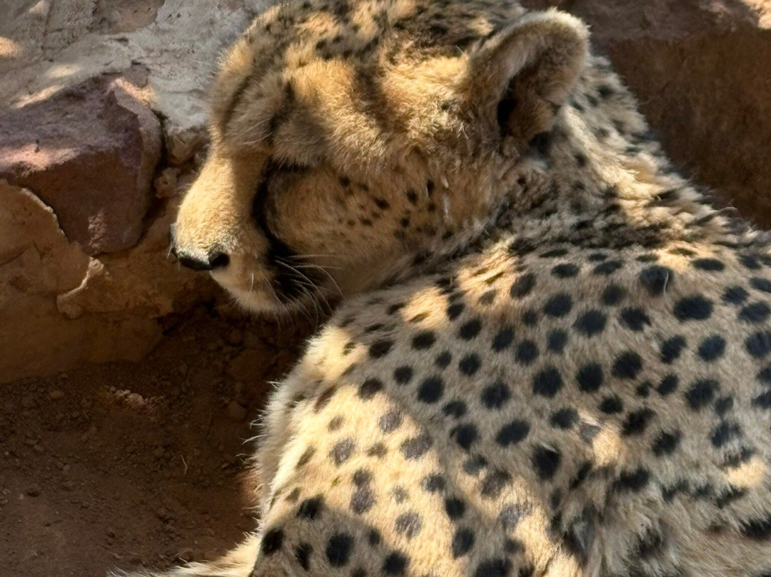 Cheetah Experience (ZA Cheetah Conservation)-贝拉贝拉必去景点