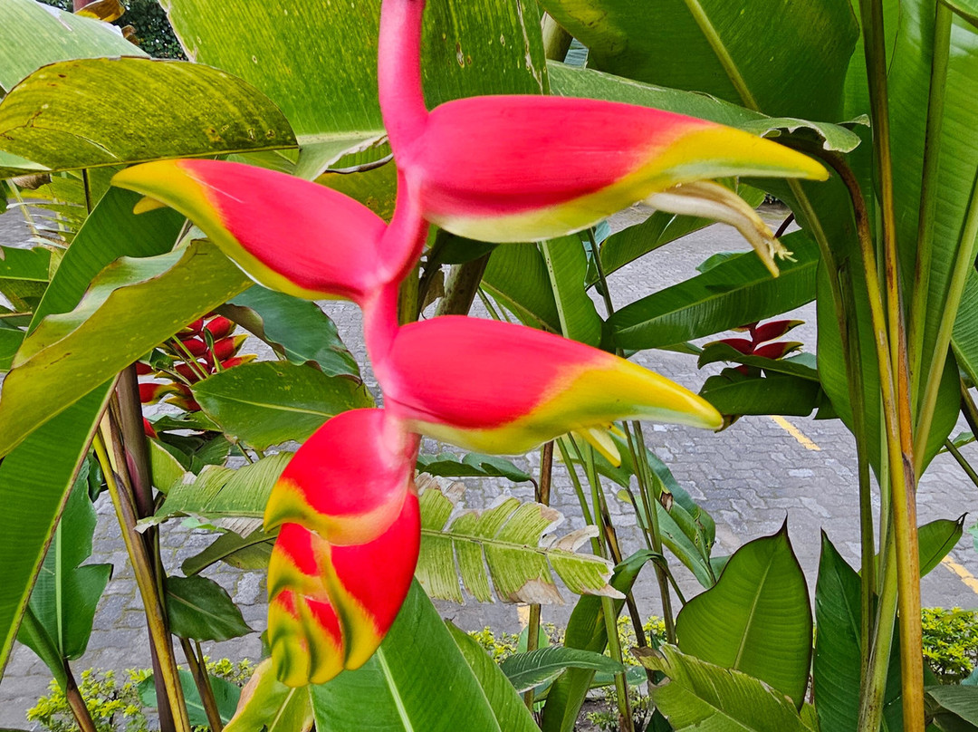 Gorillas Volcanoes Hotel主图