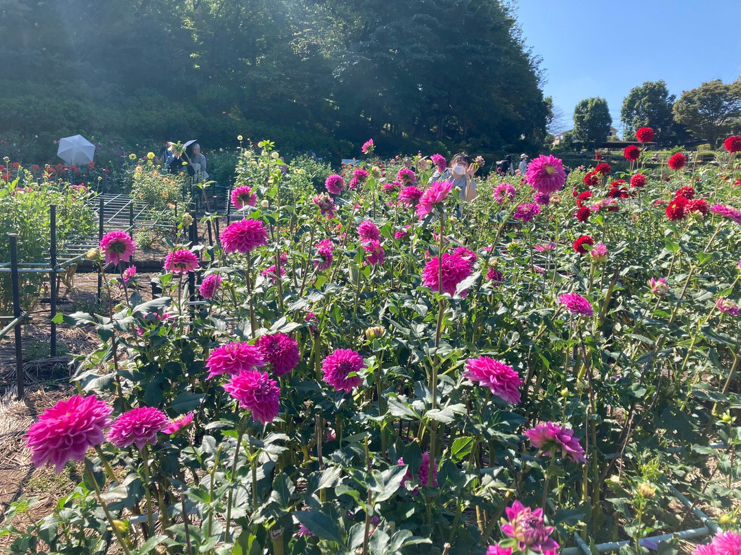 Machida Dahlia Gardens-町田市必去景点