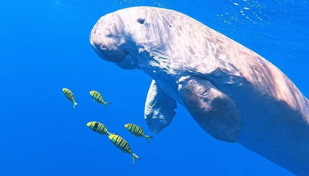 Marsa Alam Tours Diving-Port Ghalib必去景点