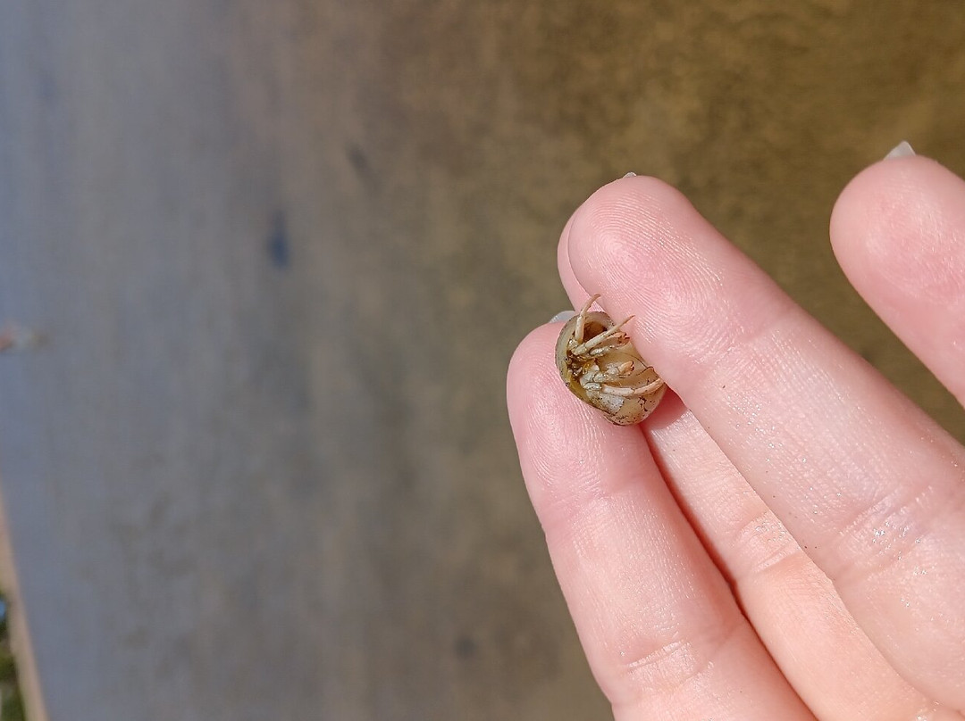 Praia da Barra de Ibiraquera-Imbituba必去景点