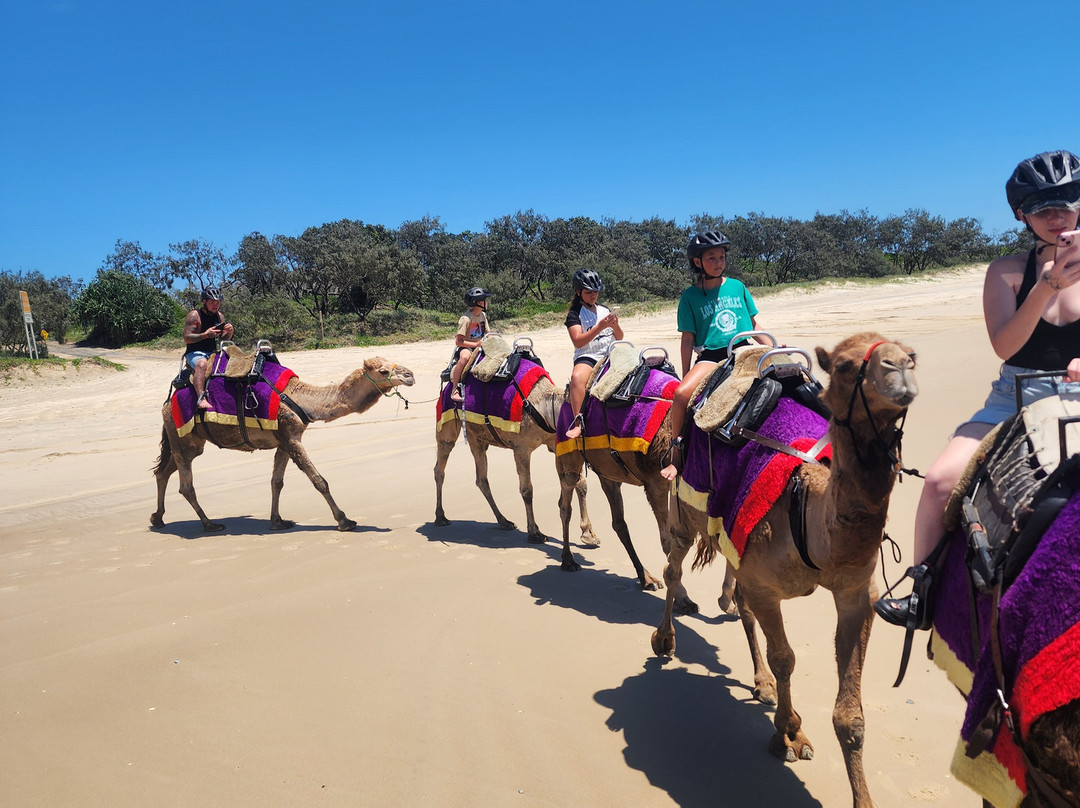 Camelot Camels & Noosa Camel Rides景点图片