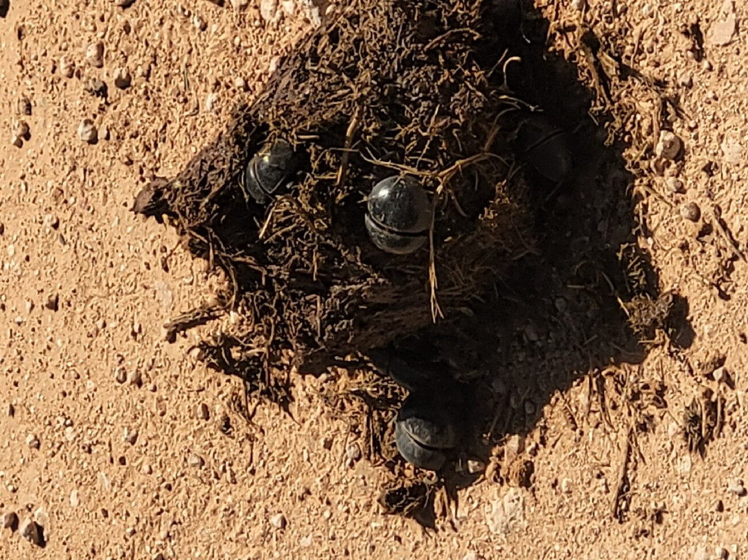 Happy Jackal Guest House主图