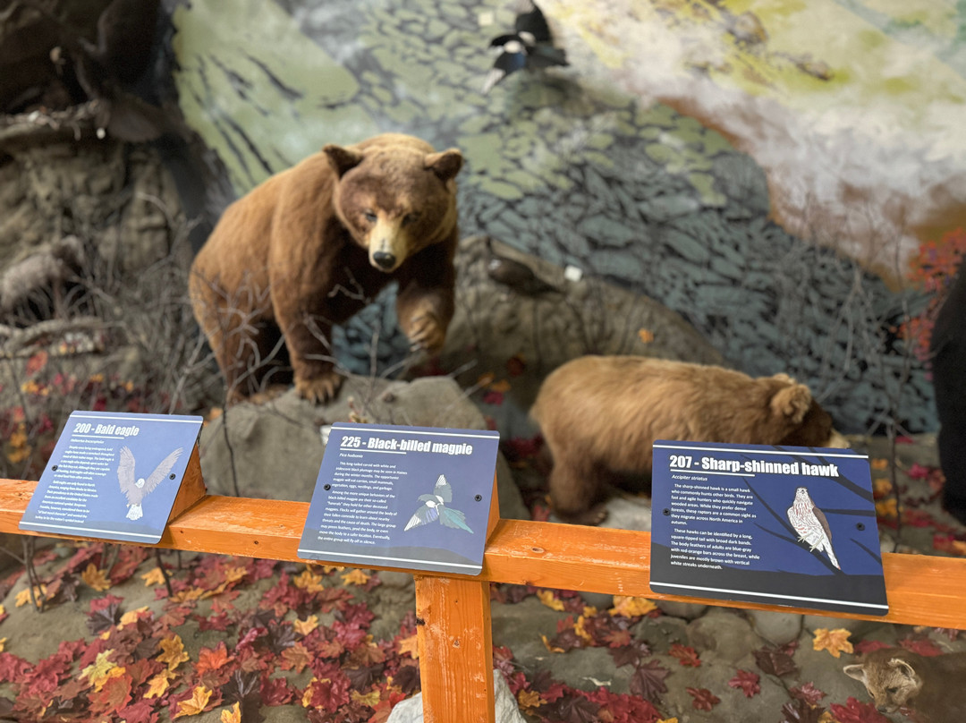 American Bald Eagle Foundation-海恩斯必去景点