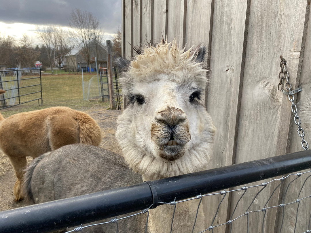 Little Foot Alpacas-Spencerville必去景点