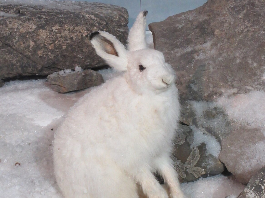 Gros Morne Wildlife Museum-Rocky Harbour必去景点