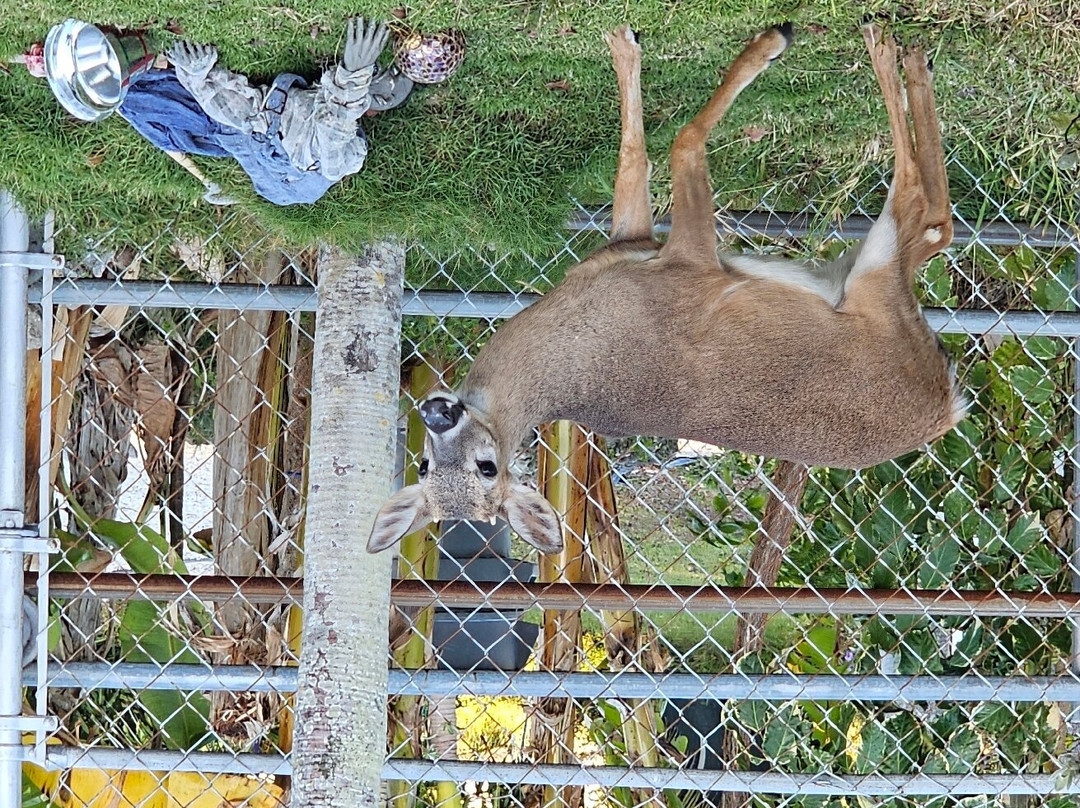 National Key Deer Refuge-Big Pine Key必去景点