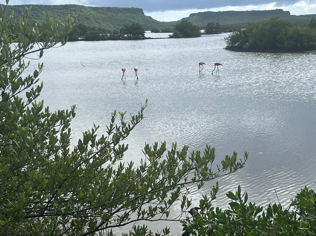 Flamingo Sanctuary Sint Willibrordus-Sint Willibrordus必去景点