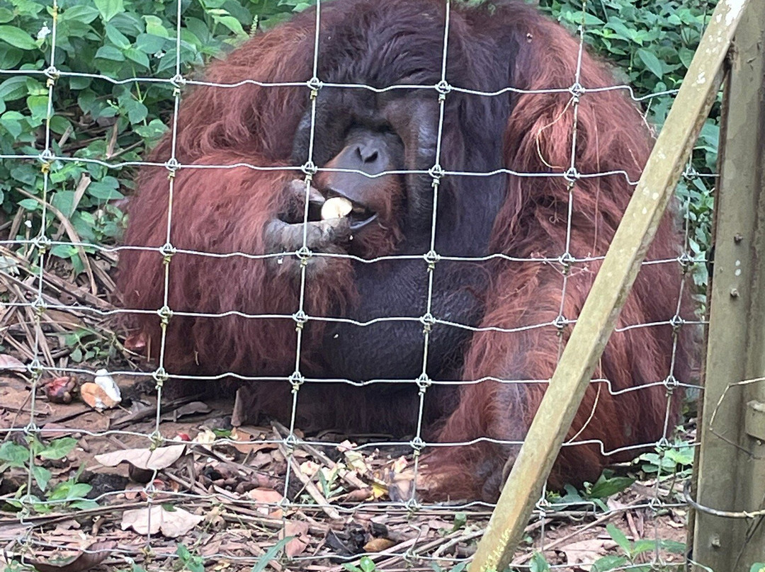 Bukit Merah Orang Utan Island Foundation-新芒魏必去景点