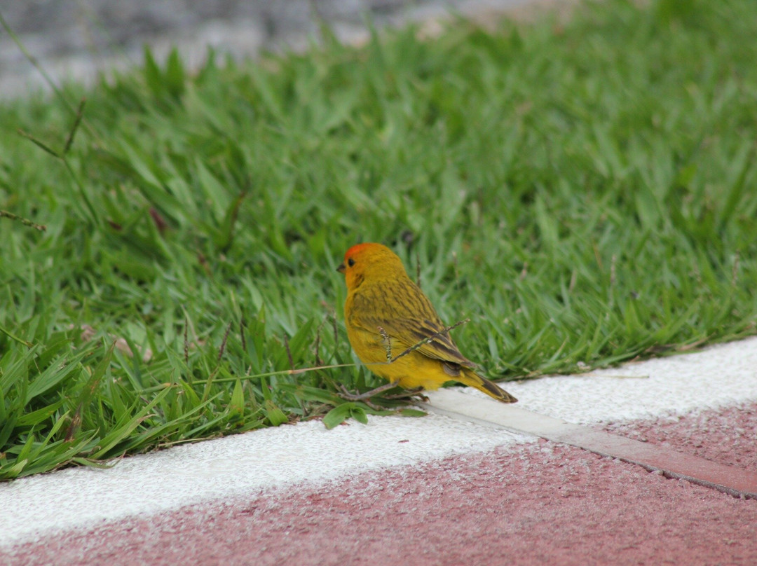 Parque Ecologico Da Pampulha-贝洛哈里桑塔必去景点