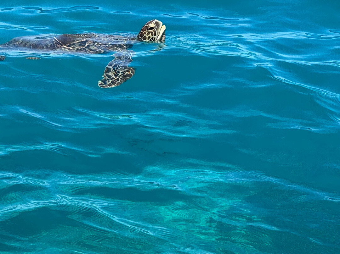 Lady Musgrave Cruises-1770镇必去景点