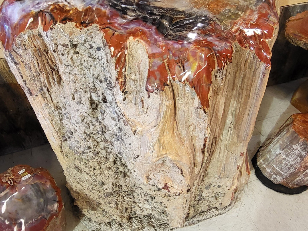 Jim Gray's Petrified Wood Co.-霍尔布鲁克必去景点
