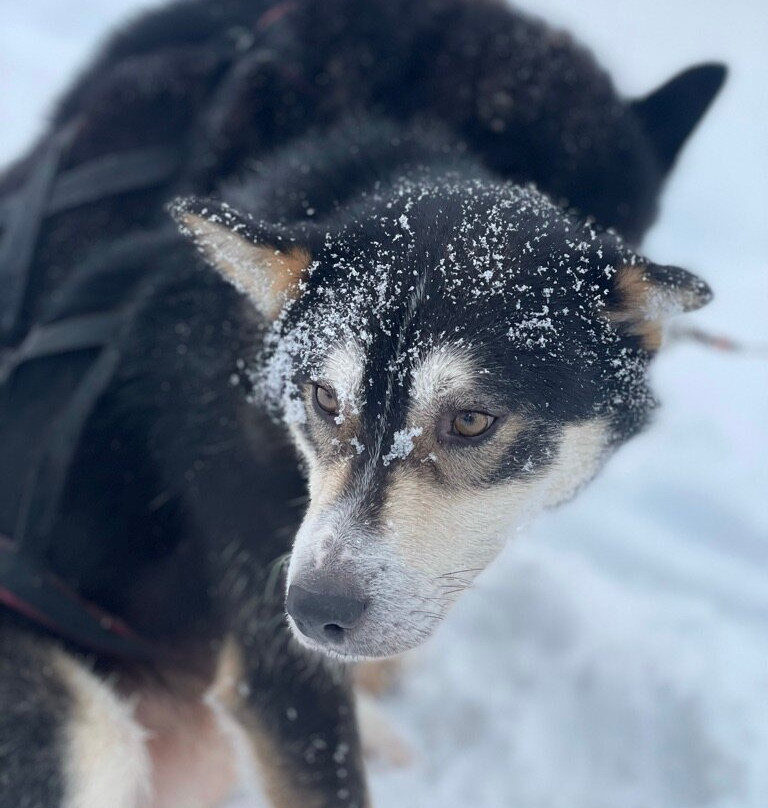 Extreme Huskies-伊瓦洛必去景点