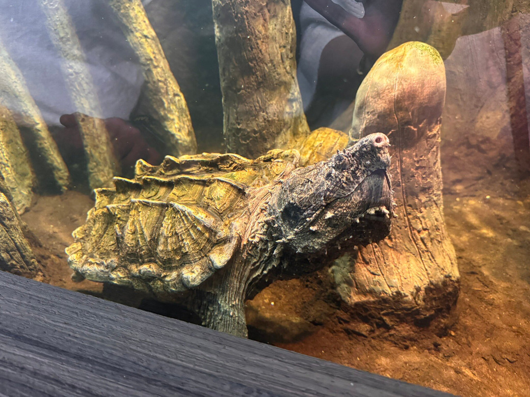 Daytona Aquarium & Rainforest Adventure-代托纳比奇必去景点