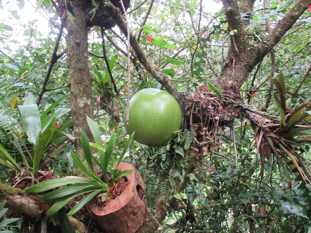 Chon y María Organic Farm景点图片