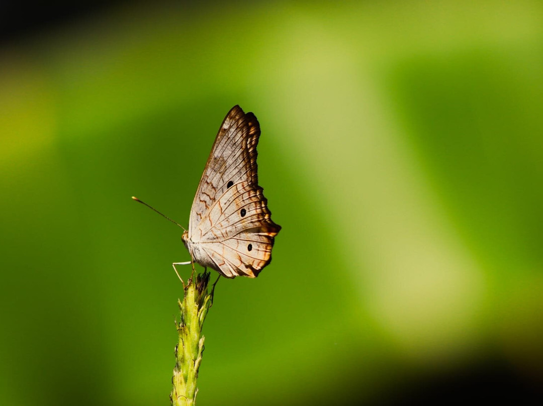 Jungle Butterfly Farm景点图片