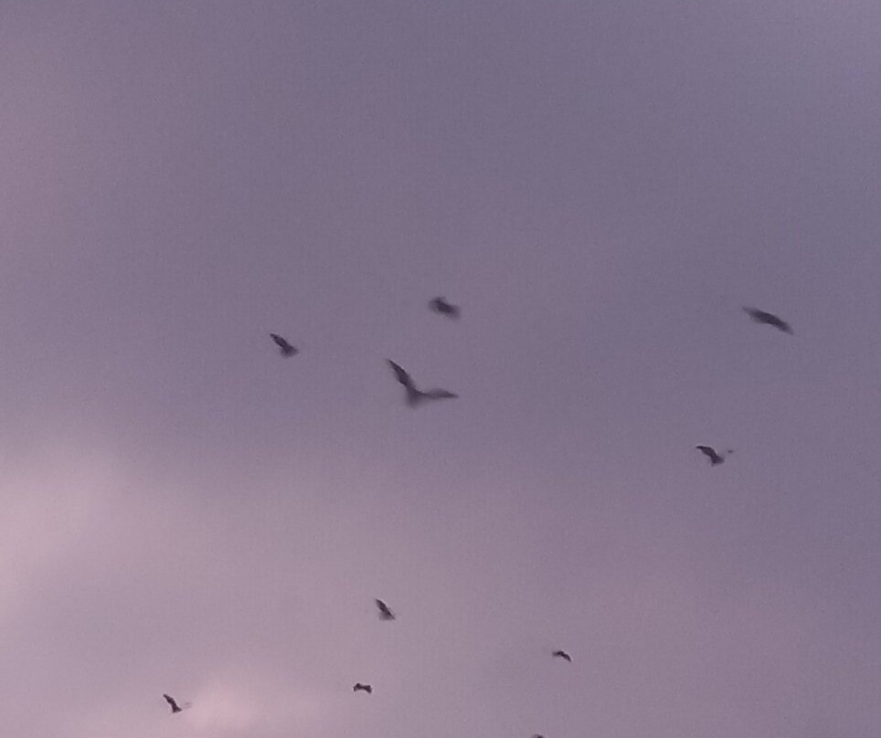 Mirissa Eco Lagoon Safari-美蕊沙必去景点