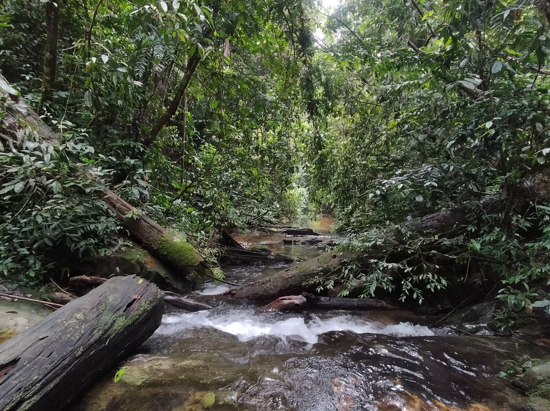Jungle Immersion Bukit Lawang-武吉拉旺必去景点