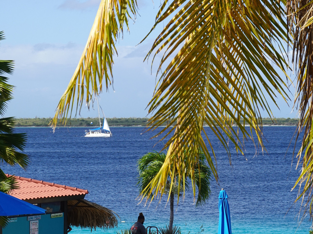 Captain Don's Habitat主图